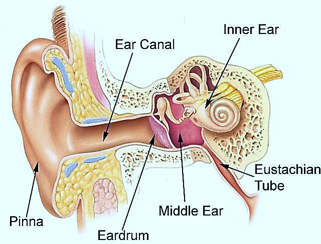 The structure of the human ear, ear canal, pinna, middle ear, eustachian tube